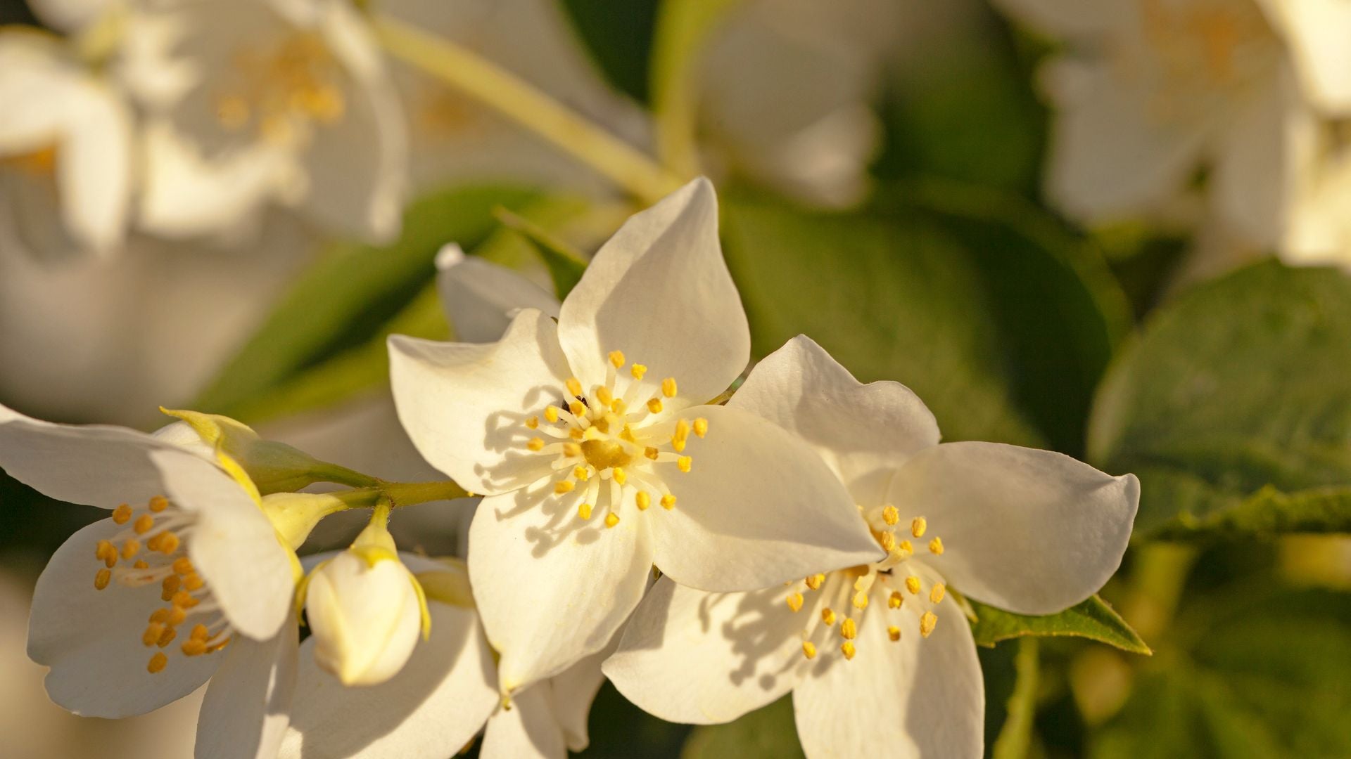 jasmine flower