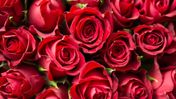 importance of rose in Islam