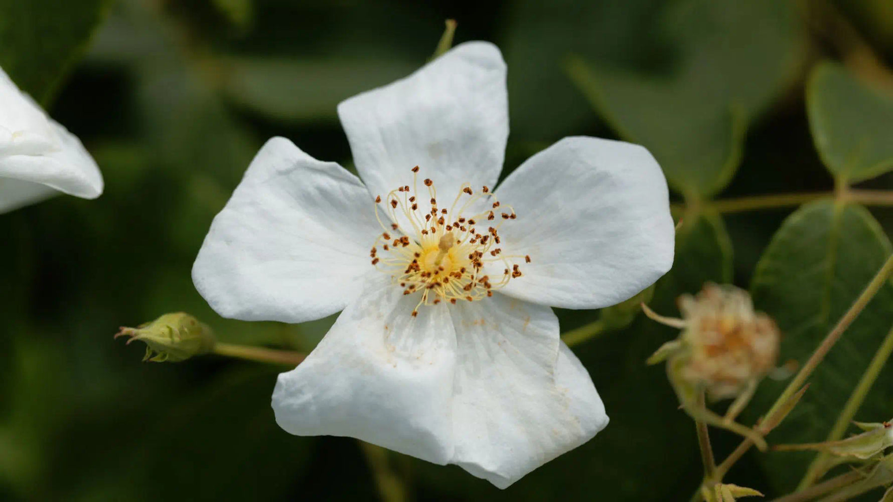 White Musk Flower